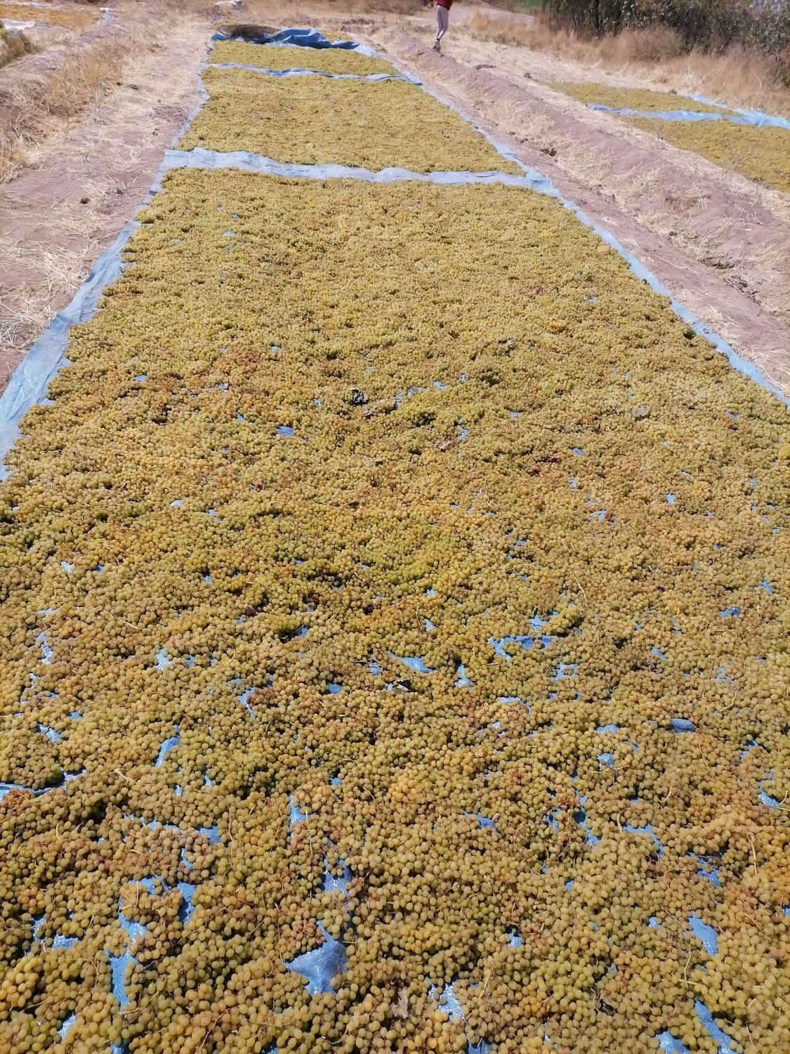 فروش باغ انگور 5جریب|فروش دفتر صنعتی، کشاورزی، تجاری|ملایر, |دیوار