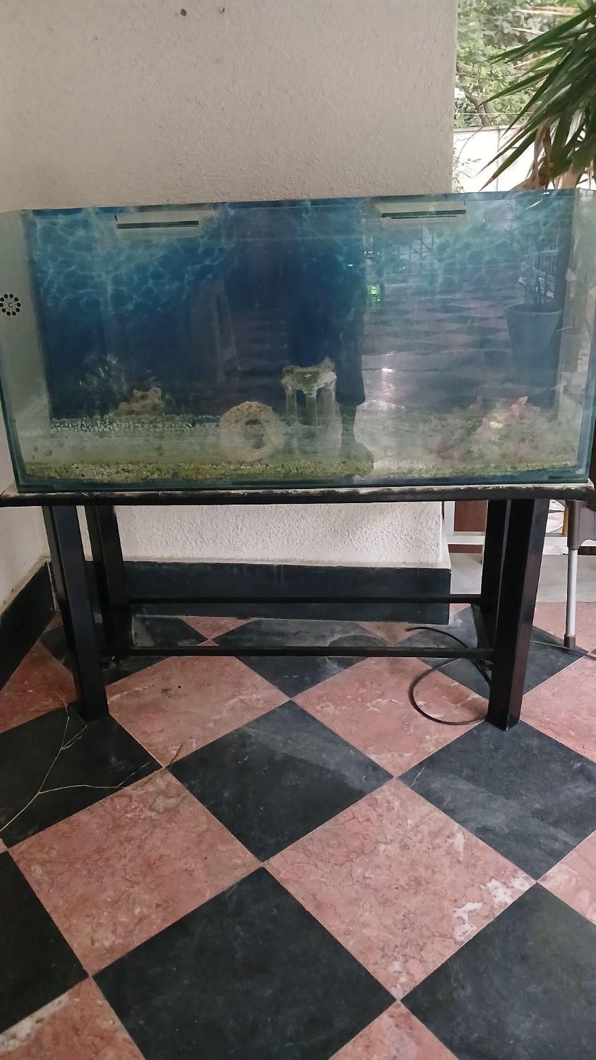 آکواریوم|ماهی|کرج, فاز ۲ مهرشهر|دیوار