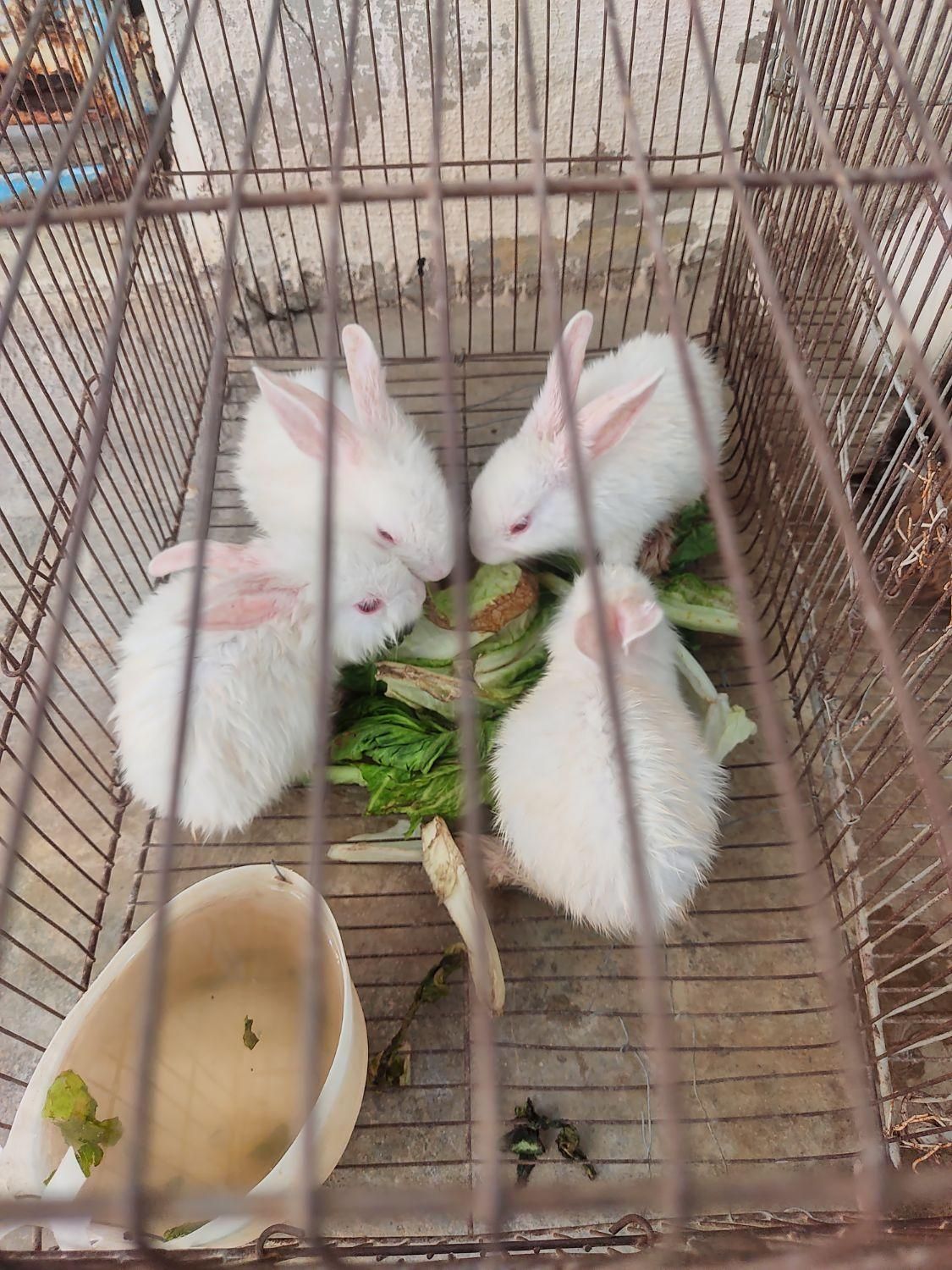 خرگوش خانگی|موش و خرگوش|مسجد سلیمان, |دیوار