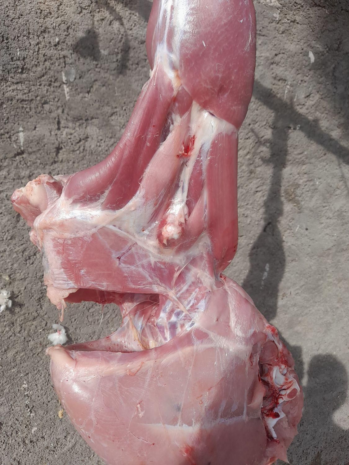 بوقلمون زنده گوشت ضد سرطان ارگانیک مرغ زنده گوشتی|حیوانات مزرعه|قم, شهدا|دیوار