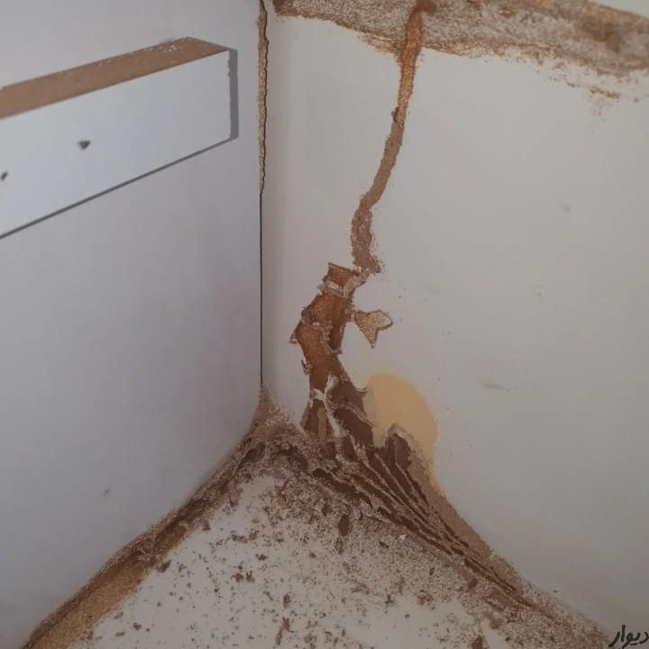 سمپاشی صدراریشه کنی موریانه|خدمات نظافت|زاهدان, |دیوار