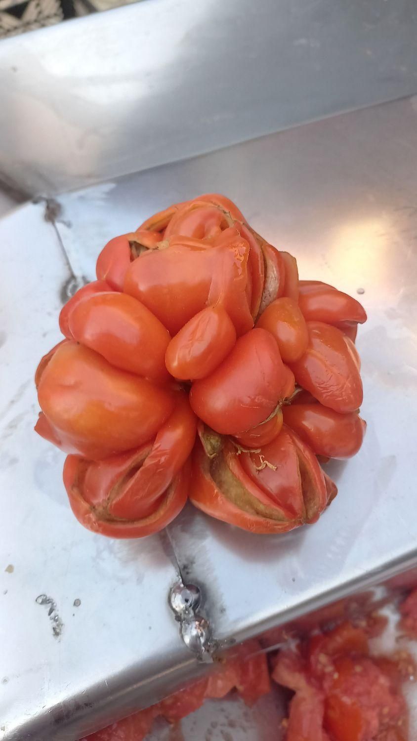 اب انار و انگور وگوجه گیری|خدمات پذیرایی، مراسم|بجنورد, |دیوار