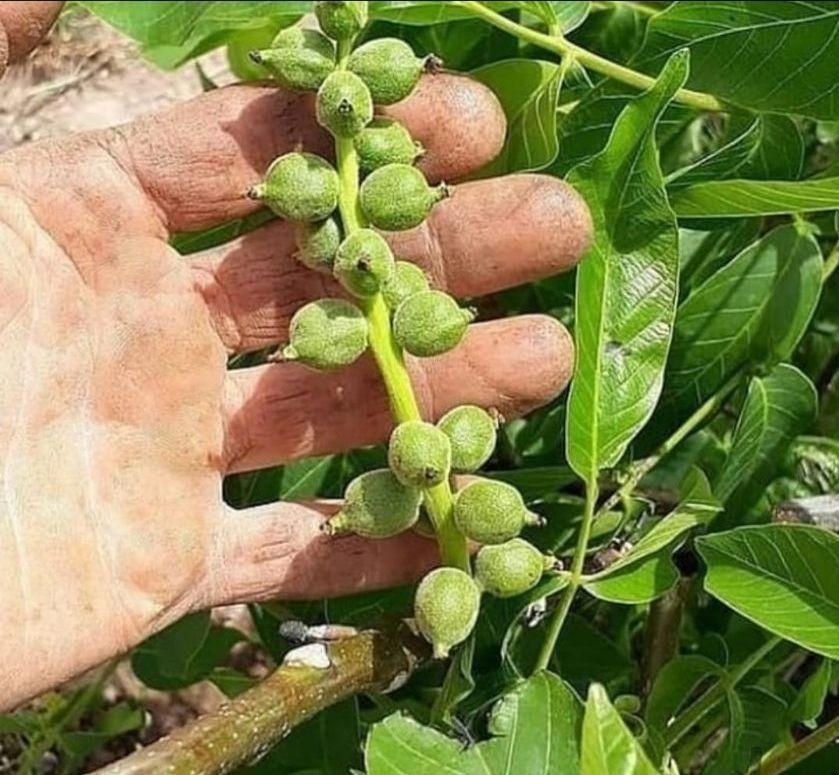 نهال بادام گردو اصلاح شده پیوندیی دیرگل خوشه ای|خدمات باغبانی و درختکاری|قزوین, |دیوار