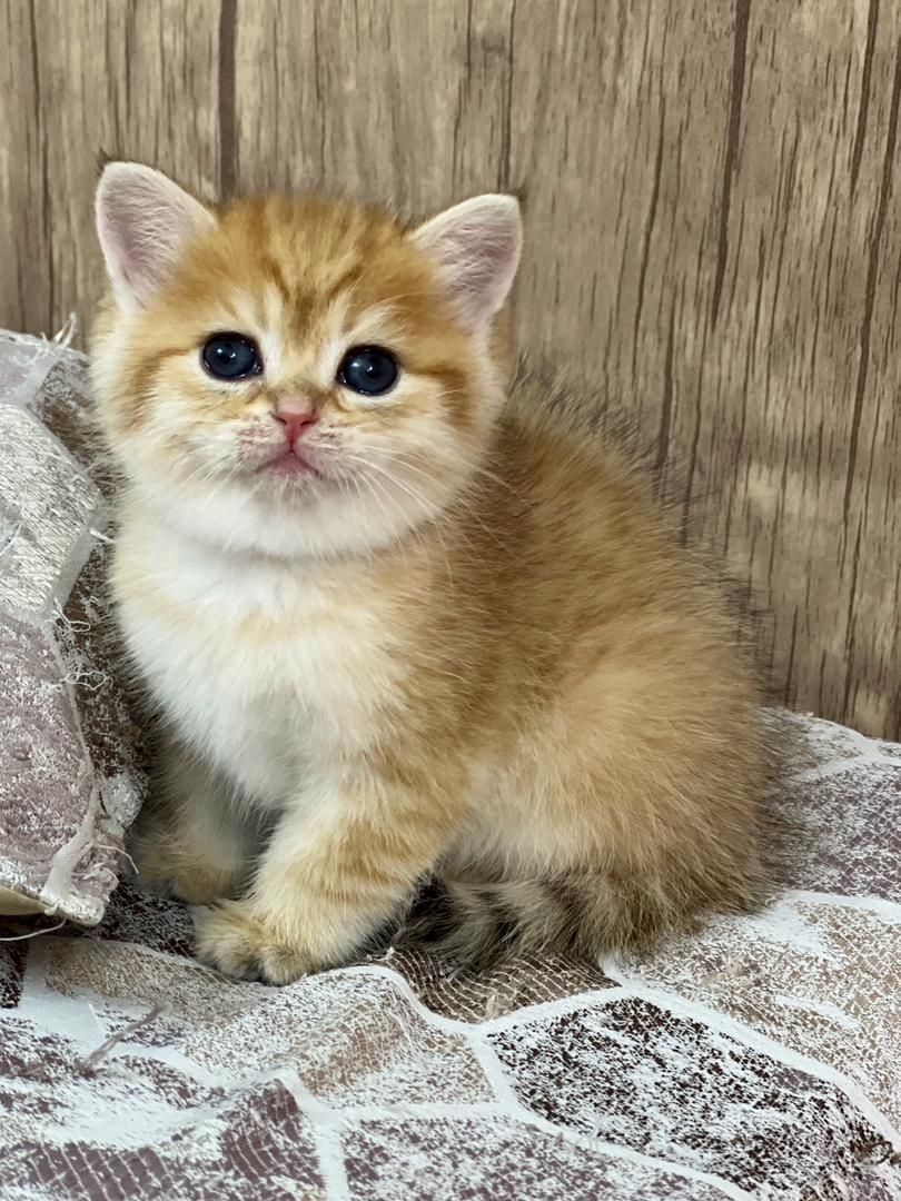 مجموعه گربه های اشرافی (پرشین بریتیش اسکاتیش)|گربه|تهران, پونک|دیوار