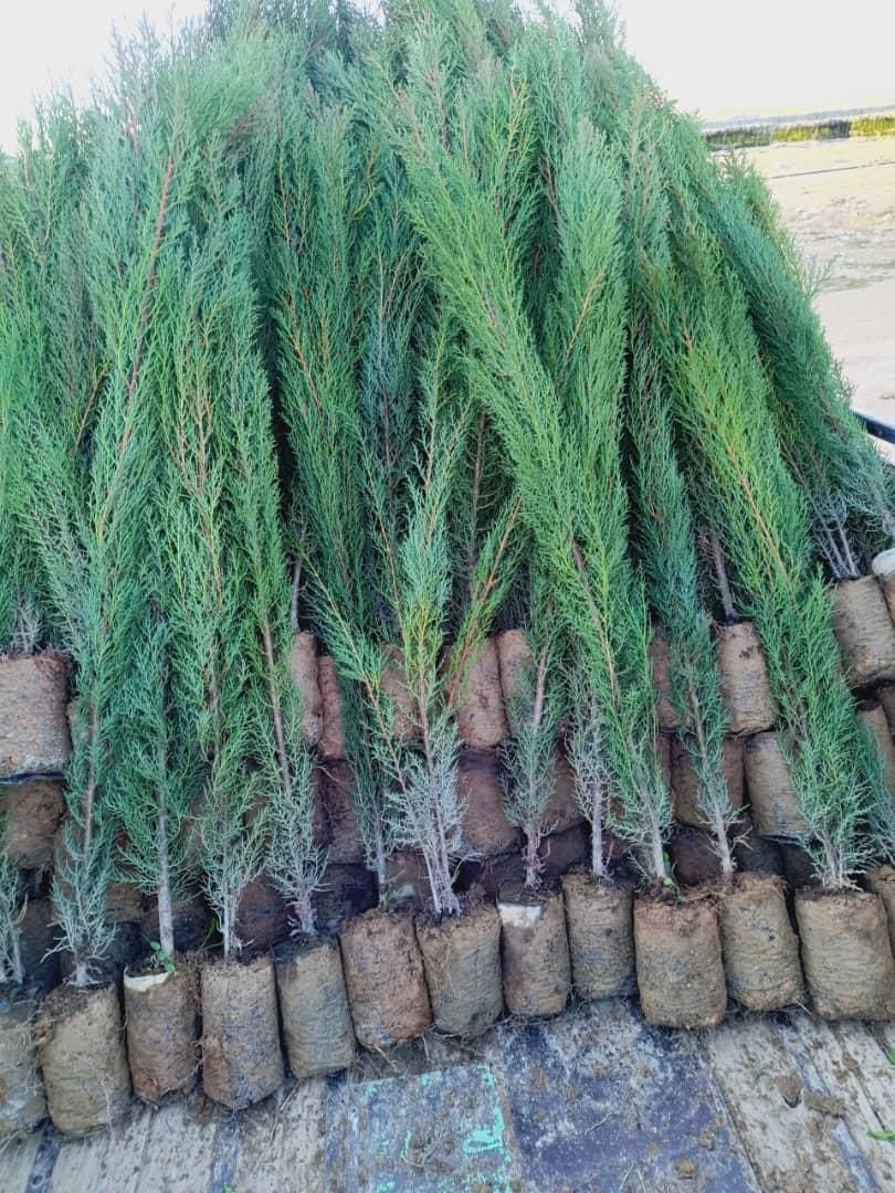 جشنواره تابستانی فروش نهال و درخت|خدمات باغبانی و درختکاری|مشکین‌دشت, |دیوار