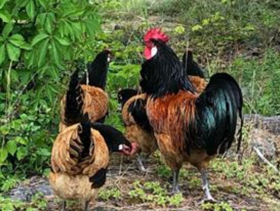 تخم مرغ نطفه دارازنژادهای زینتی وکمیاب|حیوانات مزرعه|تهران, خاوران|دیوار