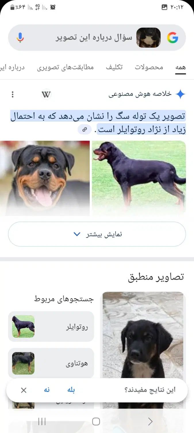 معاوضه توله سگ روتوایلر نر با توله سگ ژرمن شپرد نر|سگ|کرمانشاه, |دیوار