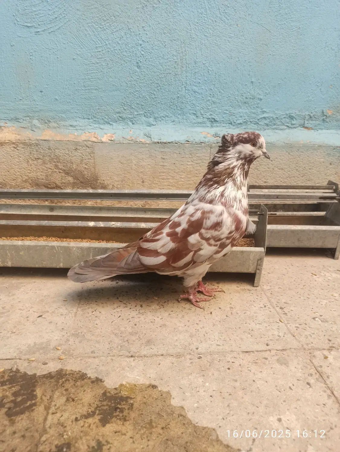 کفتر شمرونی سرو کله دار اخمو|پرنده|تهران, تهرانسر شرقی|دیوار