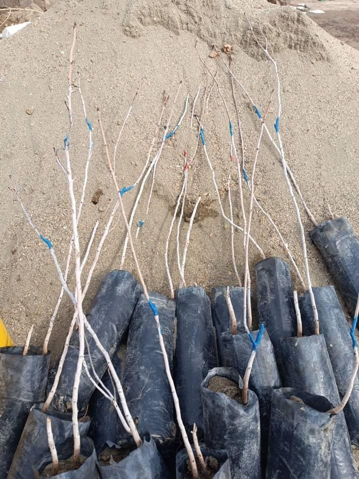 نهال های گلدانی پسته گردو انار توت|خدمات باغبانی و درختکاری|شیراز, آبیاری|دیوار