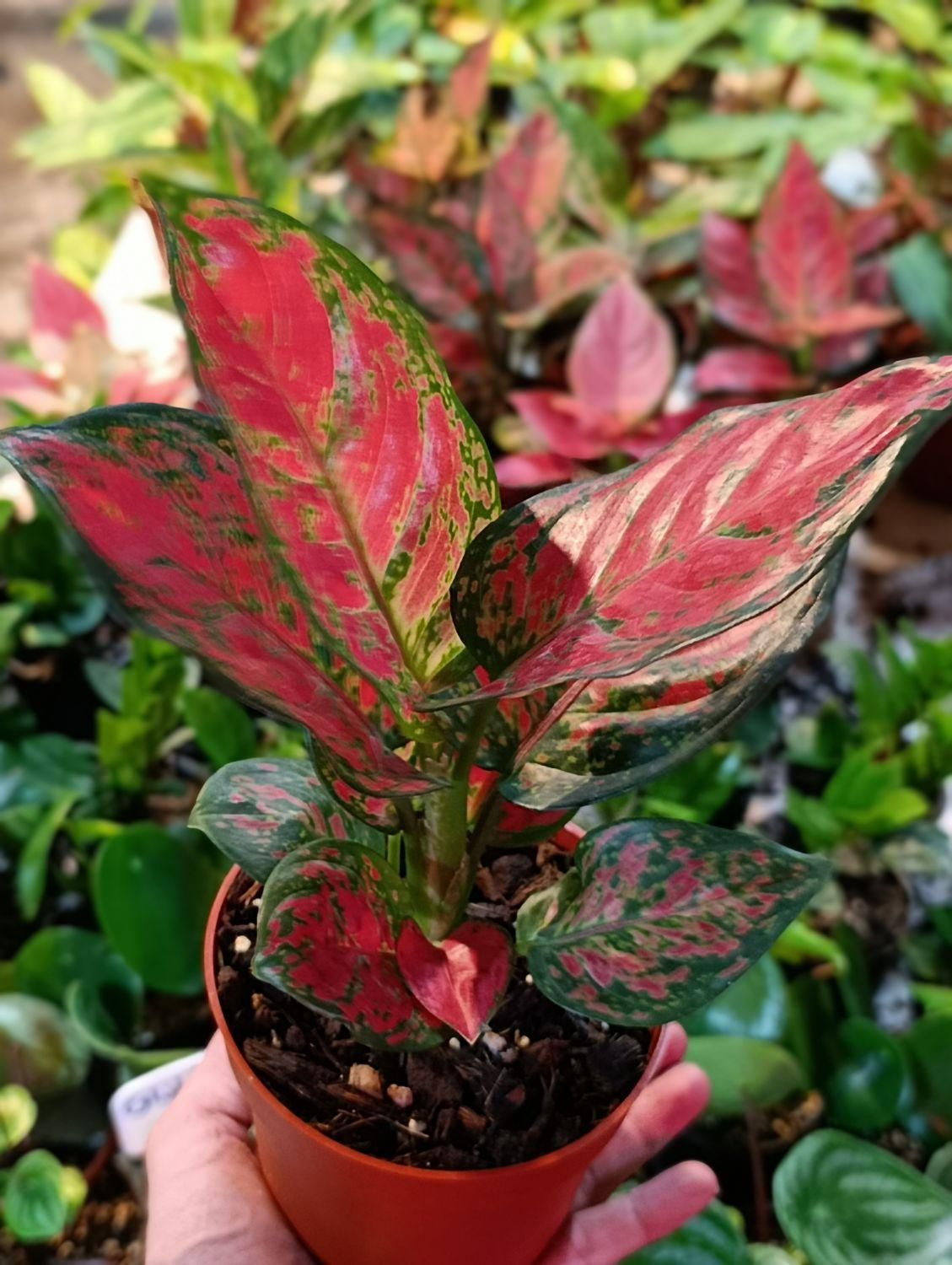 انواع آگلونما رنگی تخفیف به مناسبت روز مادر|گل و گیاه طبیعی|مشهد, کوی المهدی|دیوار