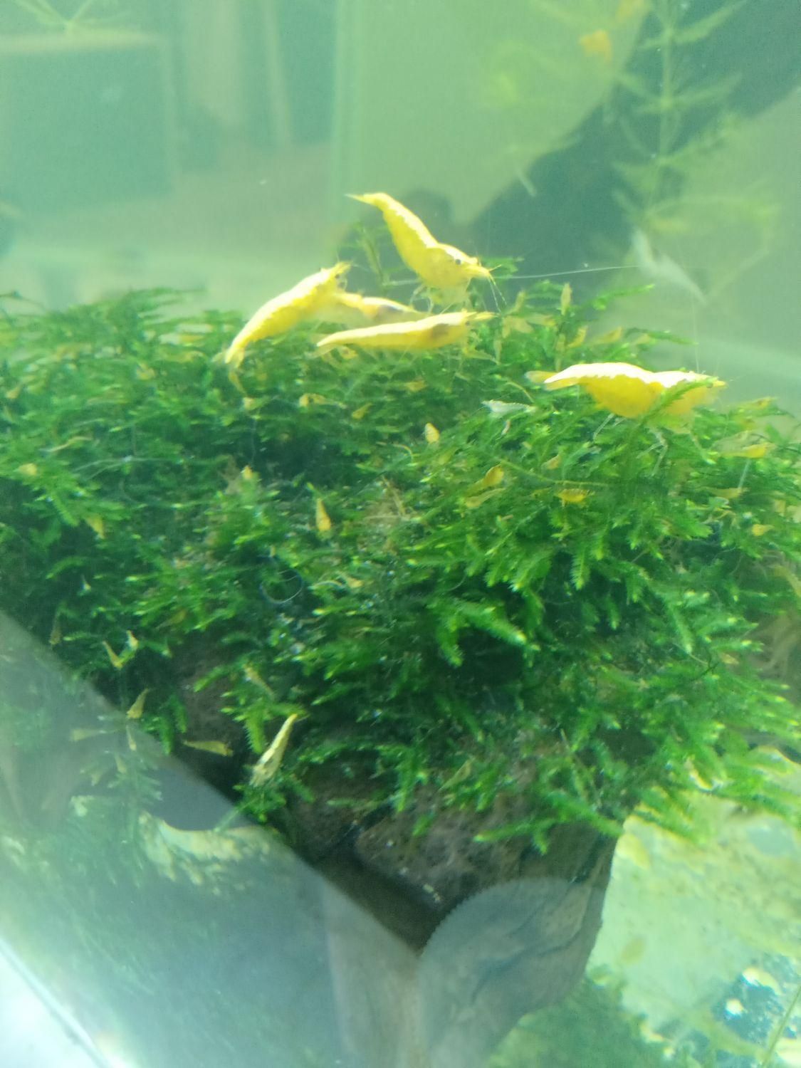 میگو شرمپ گوپی گیاه آکواریم|ماهی|کرج, ملک‌آباد|دیوار