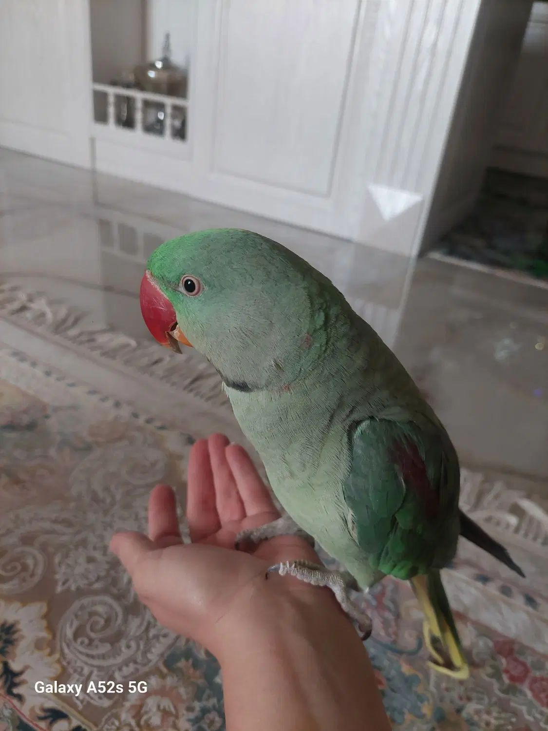 شاه طوطی نر|پرنده|کرج, گلستان|دیوار