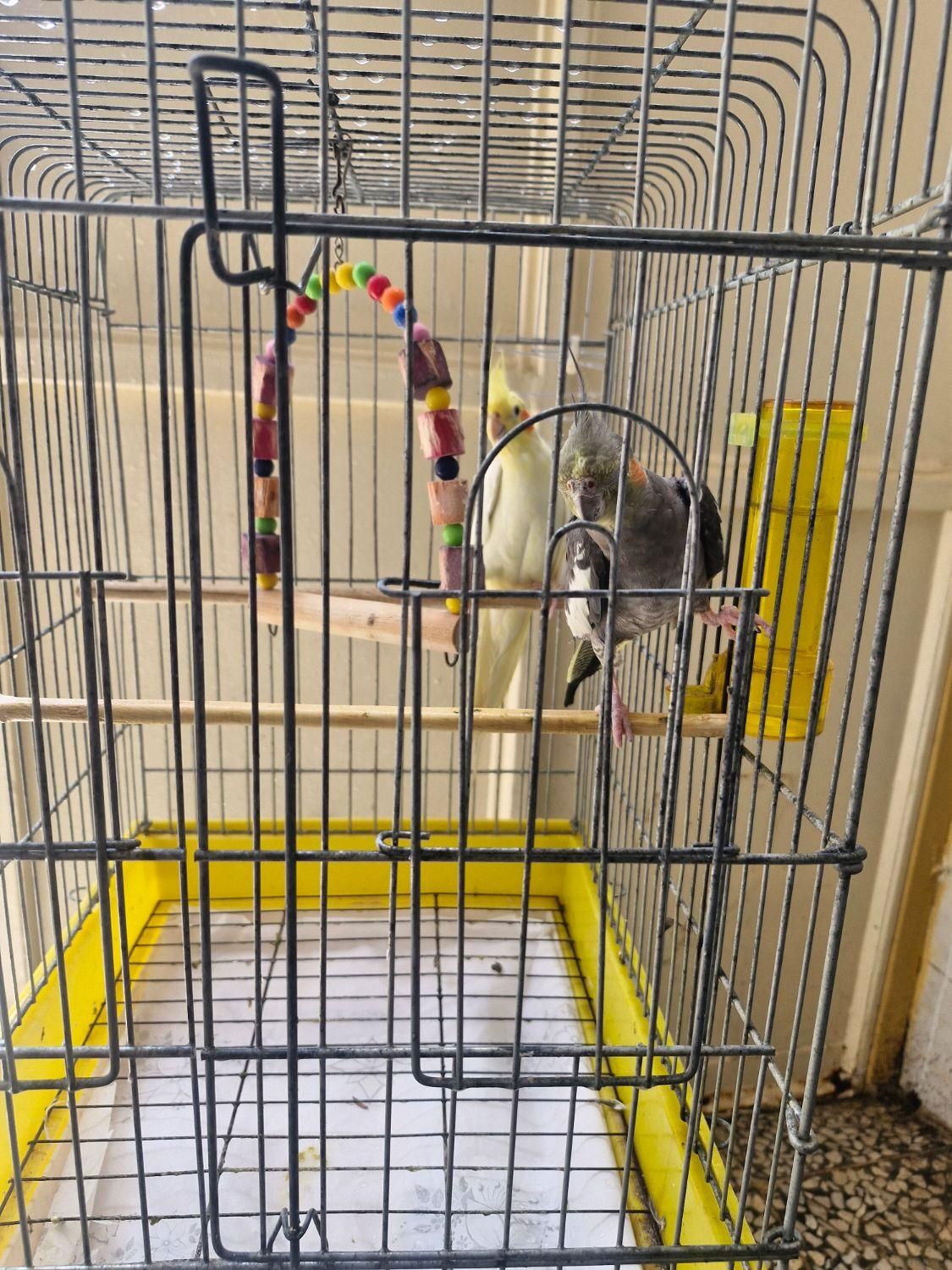 عروس هلندی سخنگو نر و ماده با قفس|پرنده|آستانه اشرفیه, |دیوار