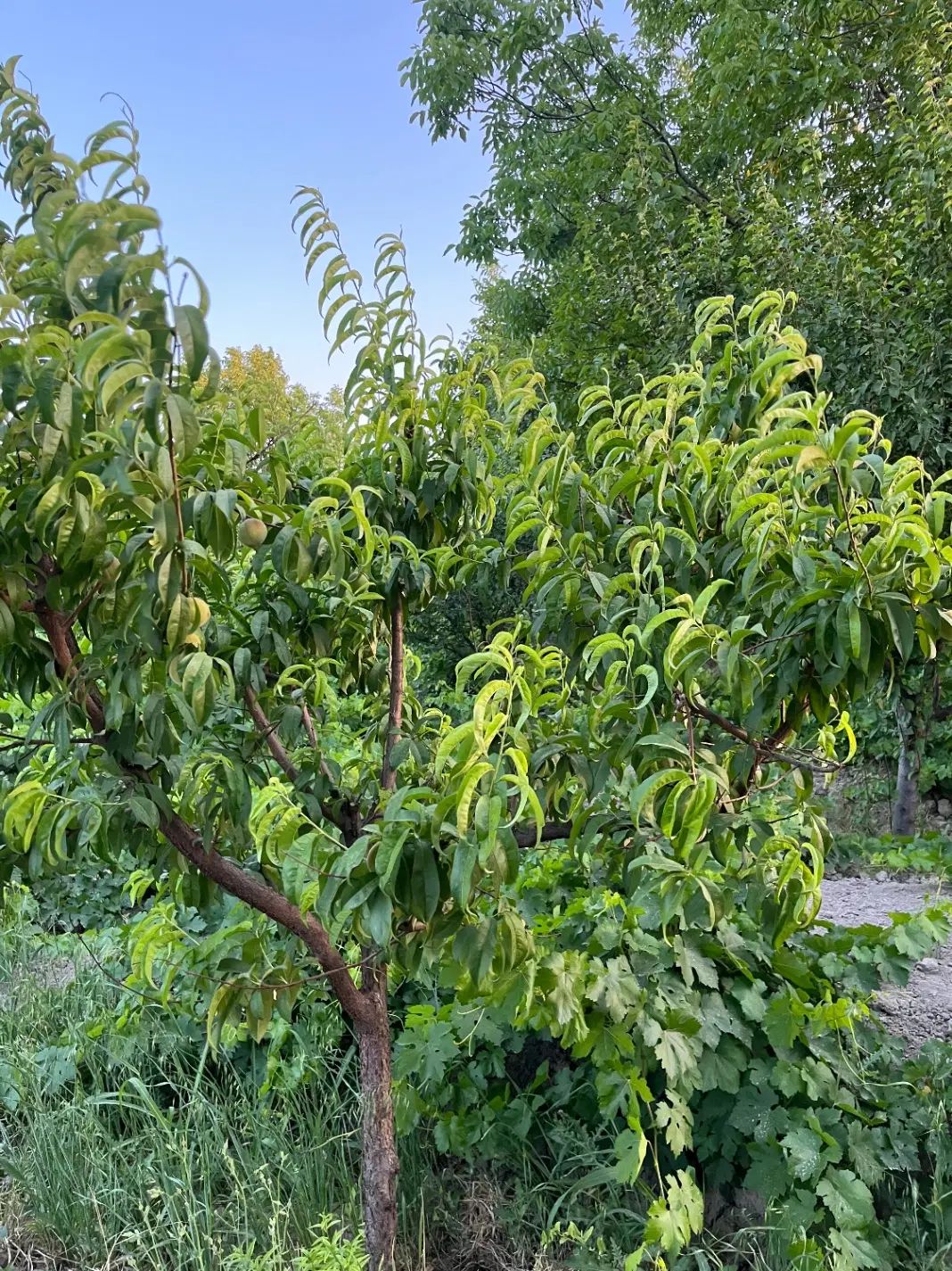 باغچه باغ قدیمی/بدون خاکی/برق و آب/تک برگ|فروش زمین و ملک کلنگی|شهریار, شهریار|دیوار