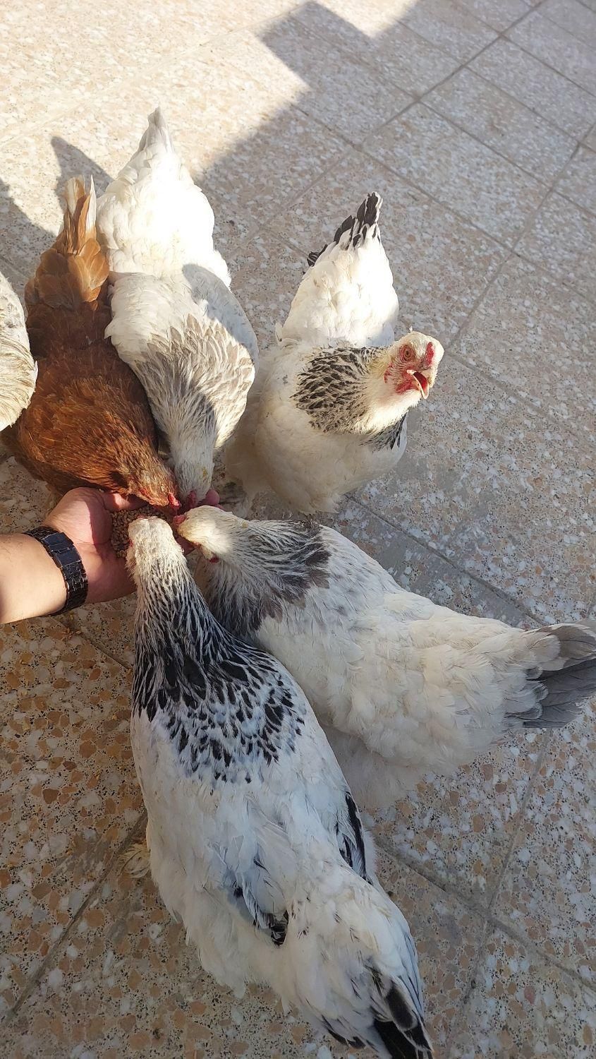 تخم مرغ نطفه دار برهما|پرنده|اندیشه, اندیشه فاز ۵|دیوار