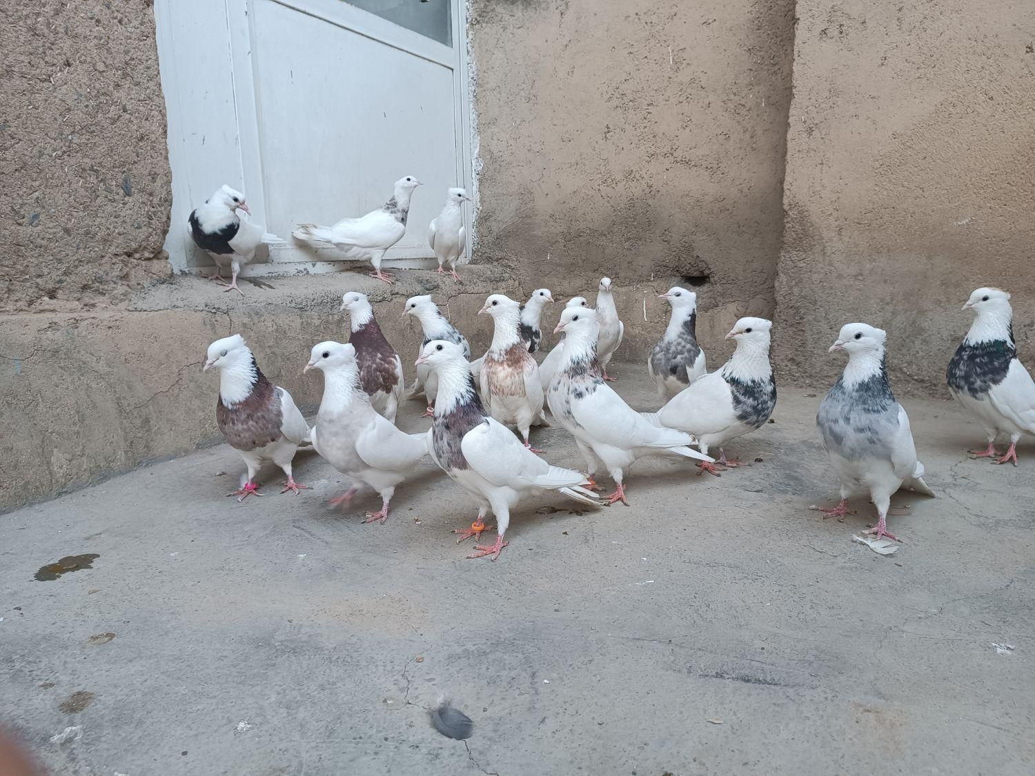 کبوتر طوقی|پرنده|تویسرکان, |دیوار