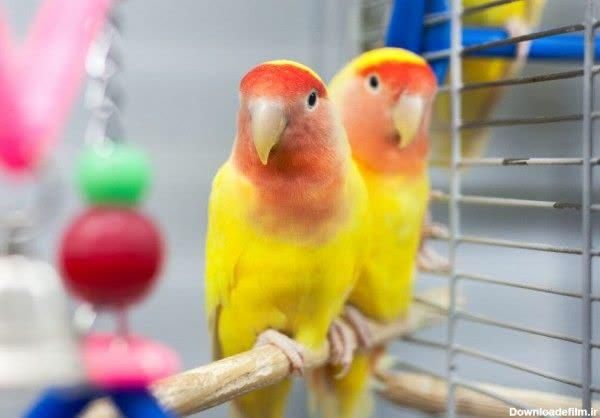 فروش انواع طوطی برزیلی رام و دستی مغازه معتبر|پرنده|تهران, پونک|دیوار