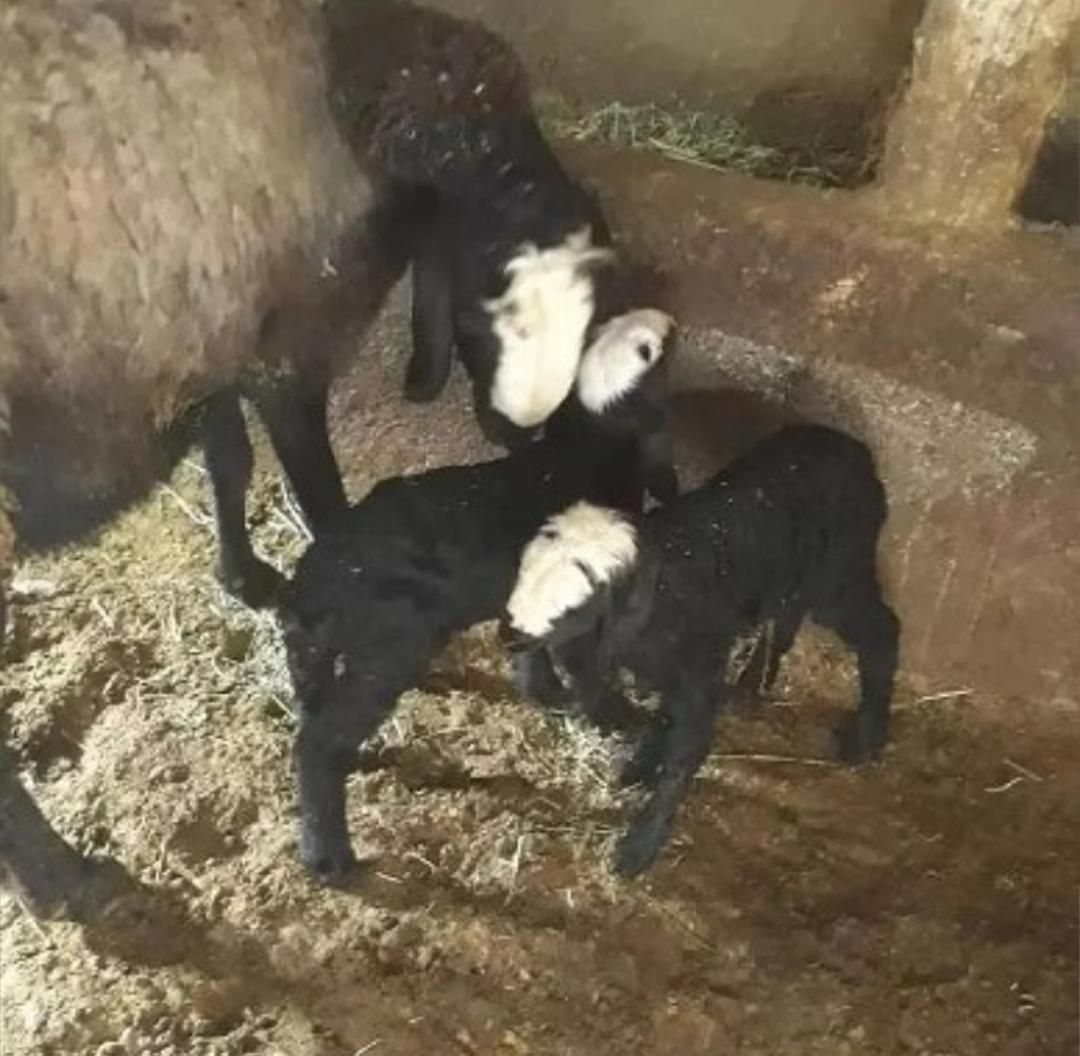 فـروشَ بره ژِنِ گوسفند resope میش شال قَزوین|حیوانات|کاشان, |دیوار