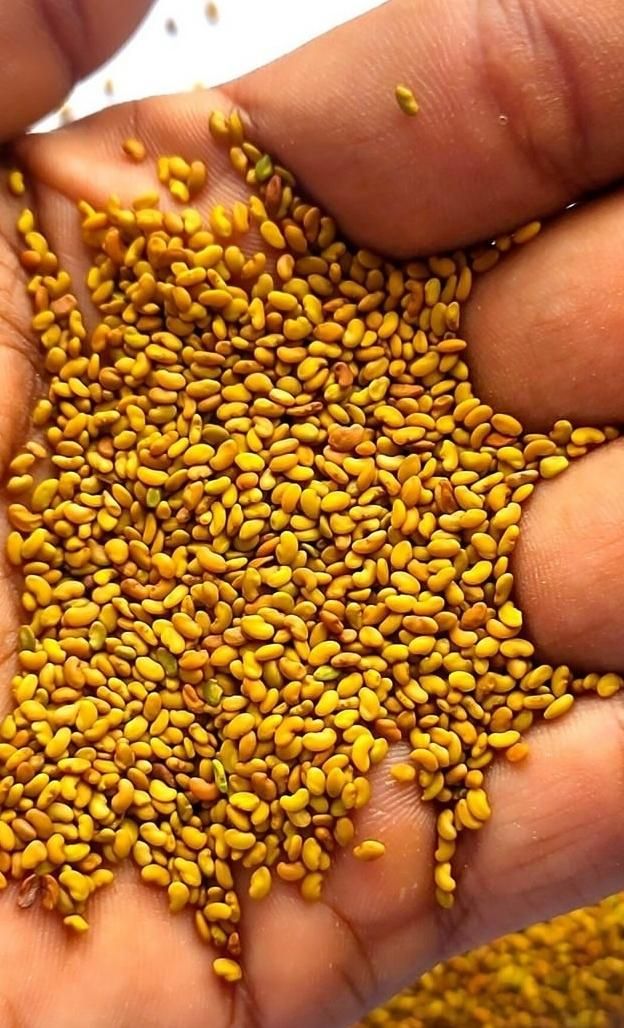 فروش بذر یونجه گرمسیری با کیفیت تضمینی|لوازم جانبی حیوانات|دهدشت, |دیوار