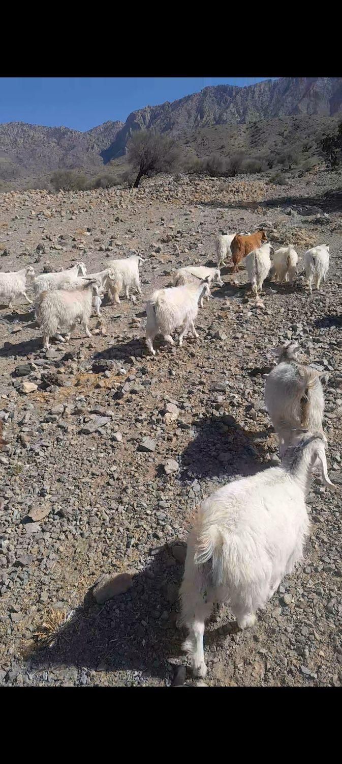 ۳۵ عدد کهره نر و ماده.بافت دهسرد .کیلویی۳۱۰|حیوانات مزرعه|کرمان, |دیوار