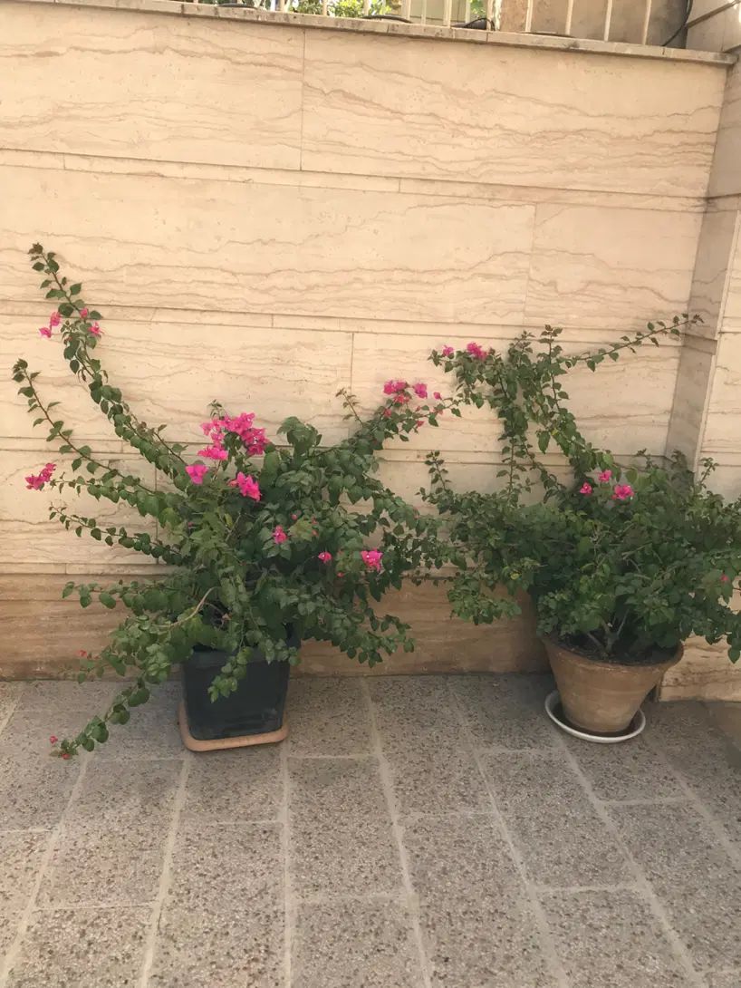 درختچه گل طبیعی کاغذی|گل و گیاه طبیعی|تهران, ستارخان|دیوار