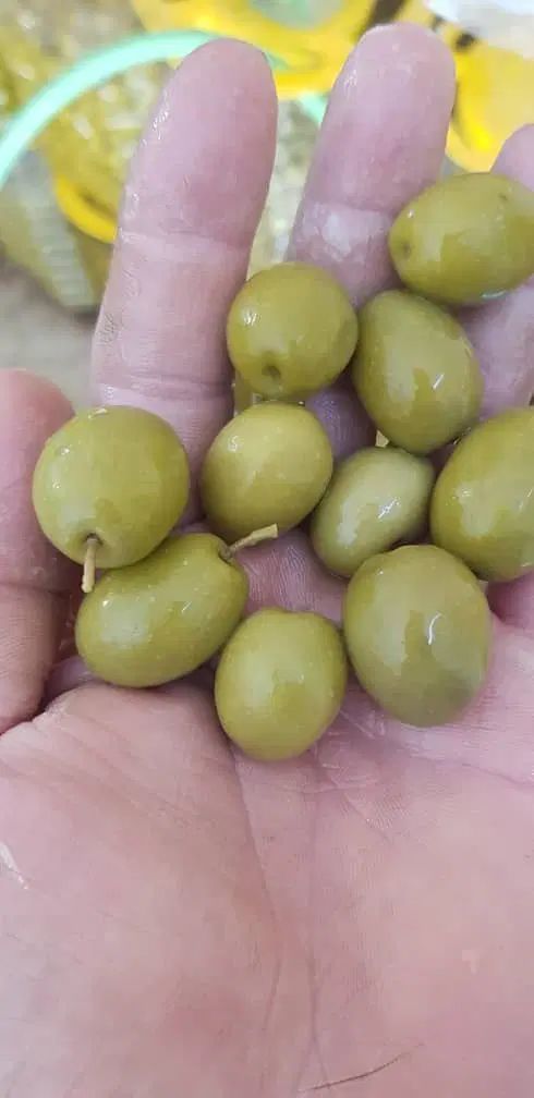 زیتون طارم|خوردنی و آشامیدنی|تهران, فلاح|دیوار