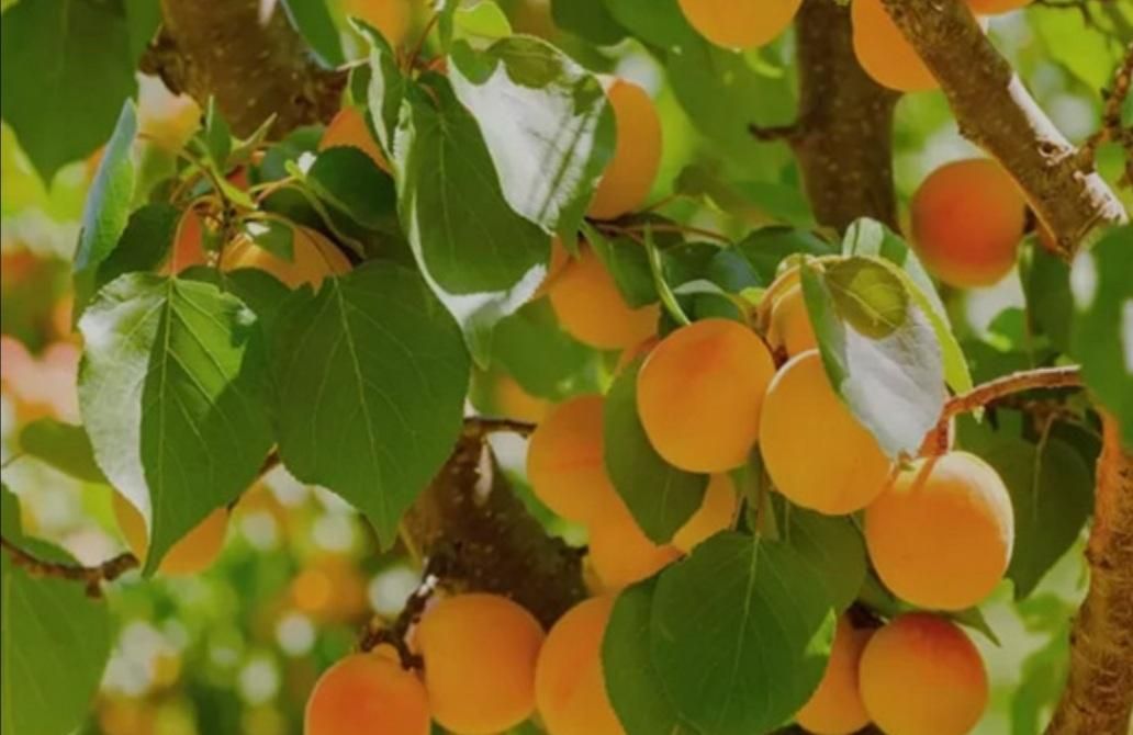 فروش باغ زردالو|فروش زمین و ملک کلنگی|اصفهان, امین‌آباد|دیوار
