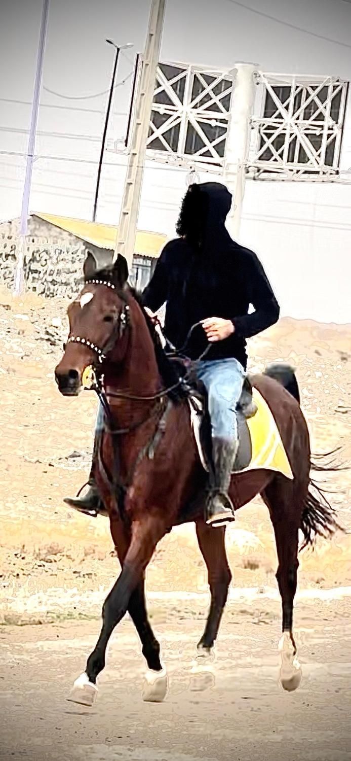 اسب عرب مصری یک سر وارداتی|اسب و تجهیزات اسبسواری|میانه, |دیوار