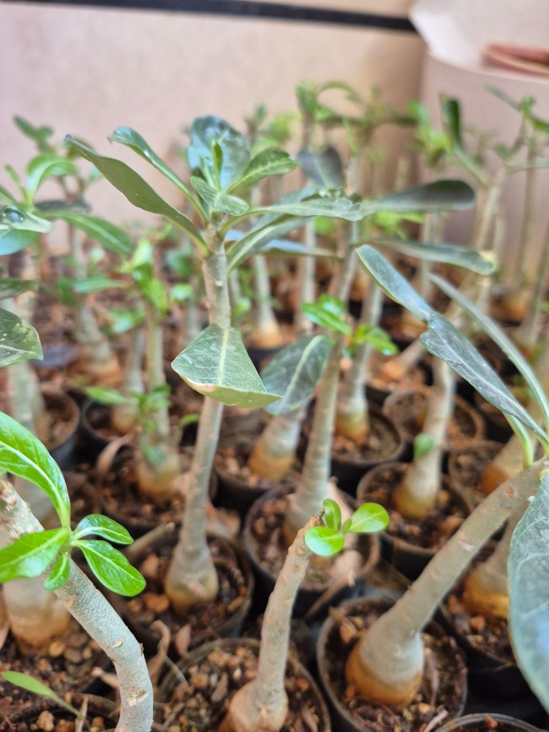 ادنیوم آدنیوم بنسای|گل و گیاه طبیعی|اصفهان, مهدی آباد|دیوار