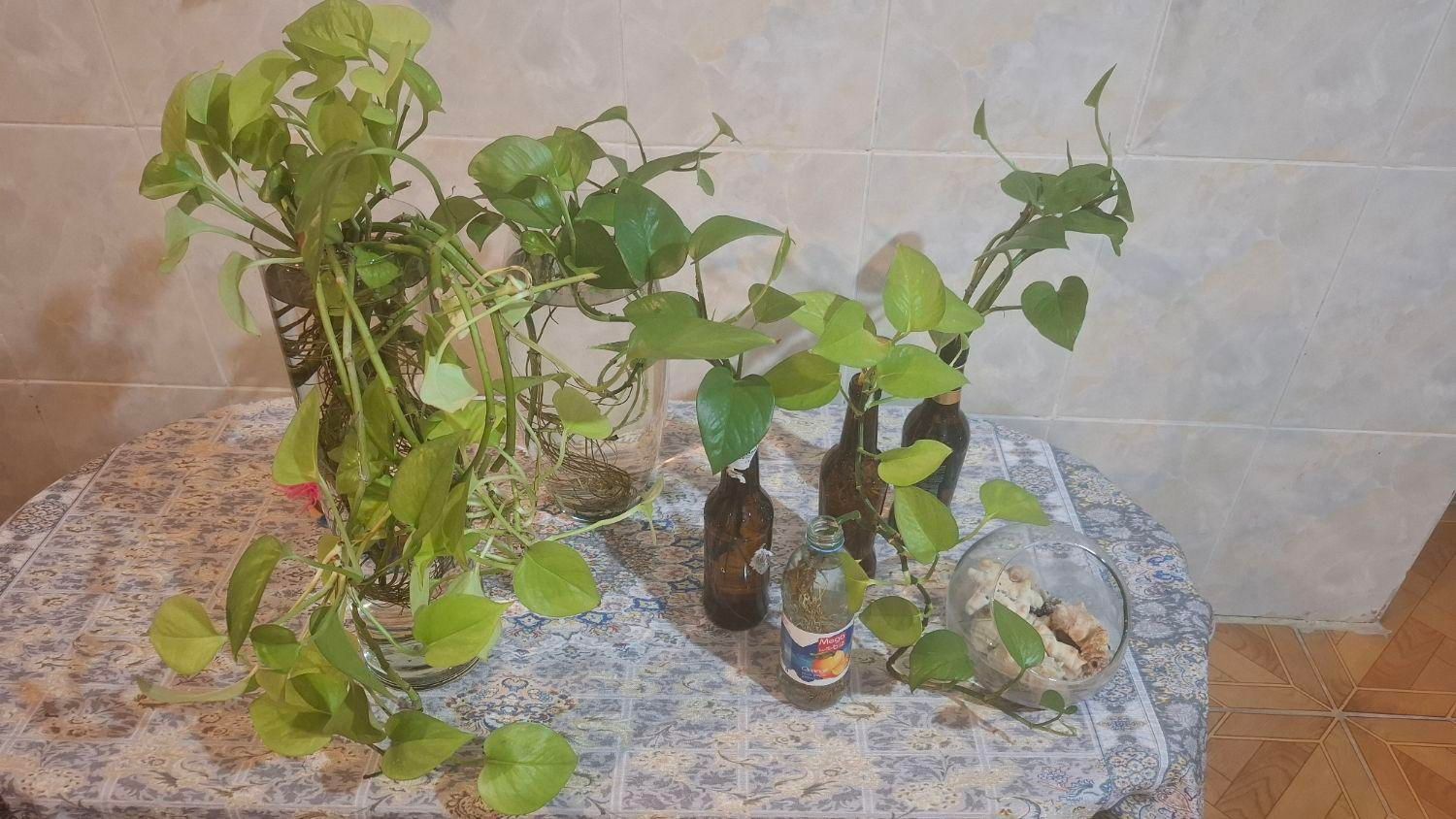 گلدان شیشه ای با گل پتوس|گل و گیاه طبیعی|صدرا-فارس, |دیوار