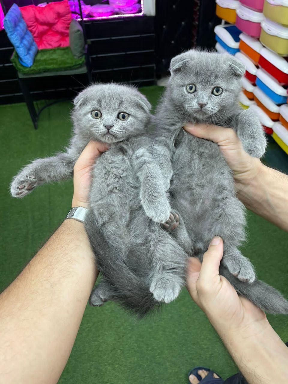 مجموعه گربه های اهواز ایران کتز|گربه|اهواز, زیتون کارمندی|دیوار