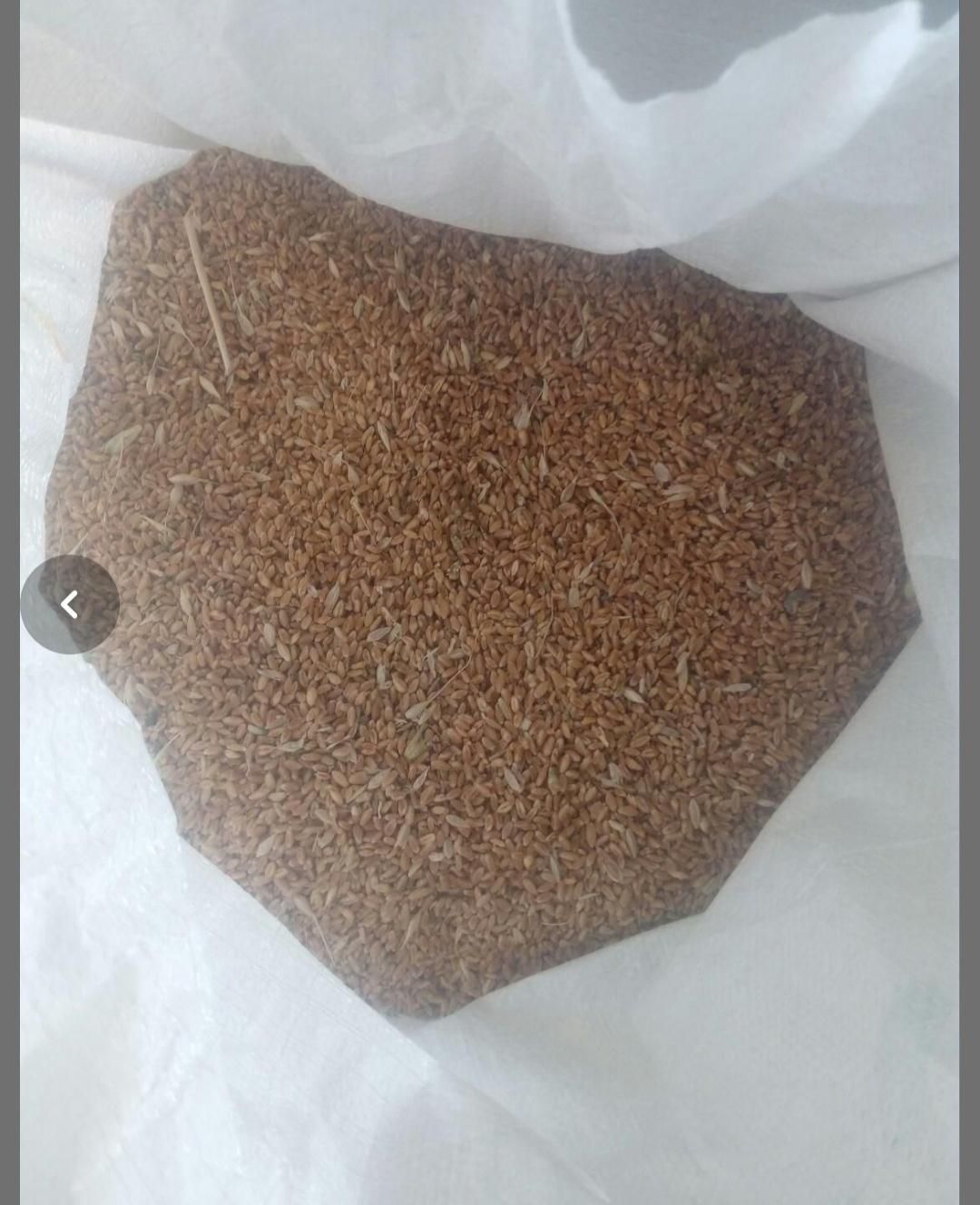 خریدار.گندم|خدمات باغبانی و درختکاری|مشگین شهر, |دیوار