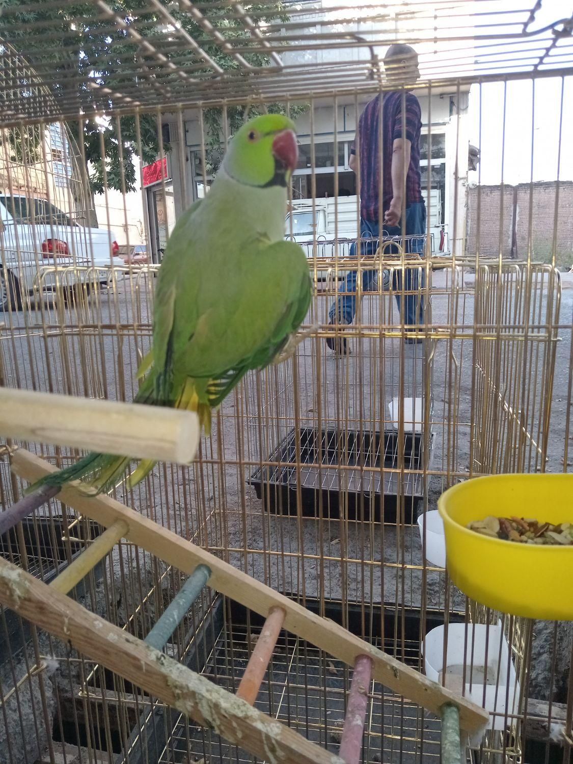 طوطی ملنگو|پرنده|کوهدشت, |دیوار