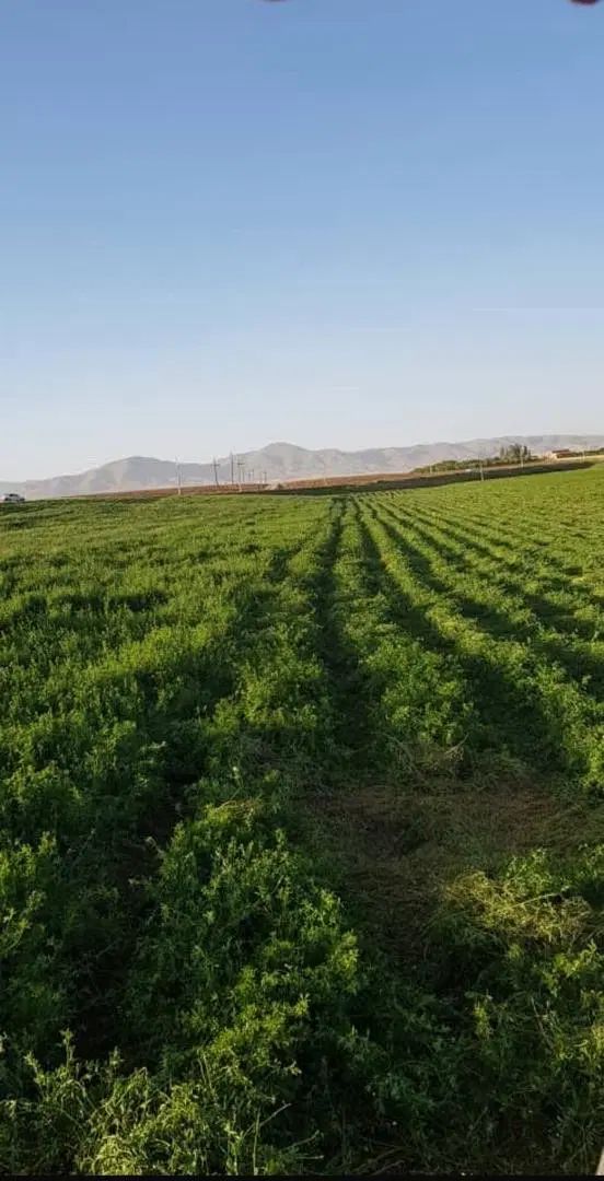 بذر یونجه همدان پا بلند|گل و گیاه طبیعی|کرج, حصارک بالا|دیوار