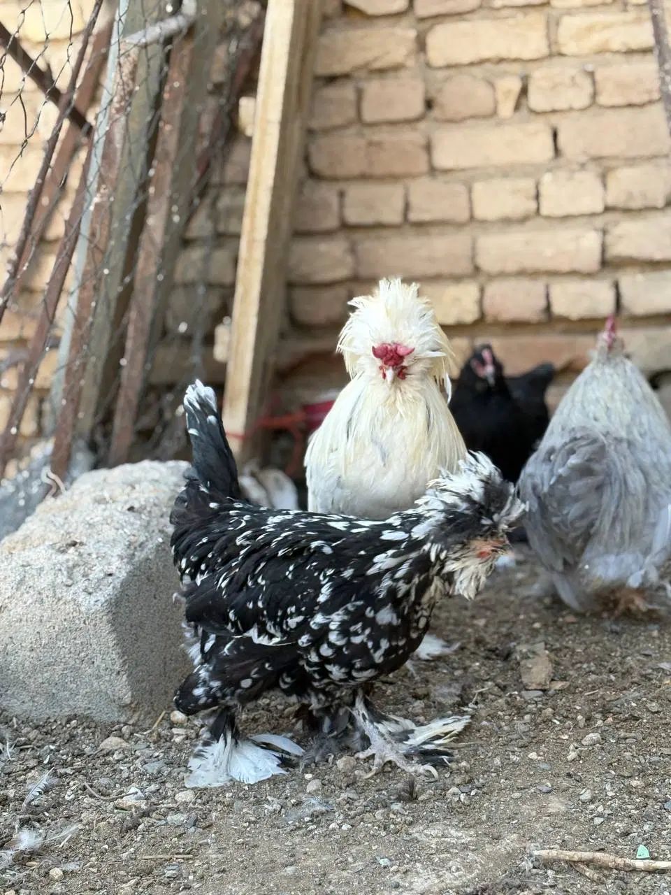 17 عدد مرغ و خروس سلطان کوشین ولهستانی اصیل|حیوانات مزرعه|اراک, |دیوار