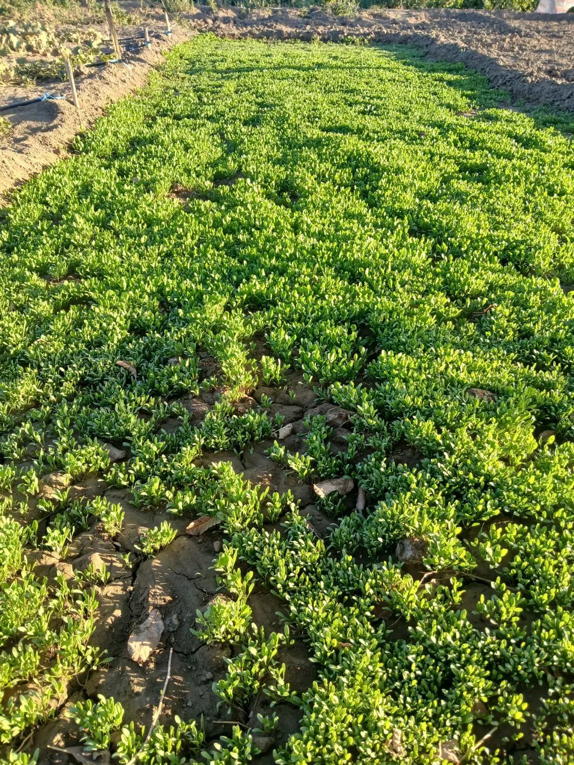 انواع سبزی قورمه سبزی .در تفریجان  موجود هست .|خوردنی و آشامیدنی|همدان, |دیوار