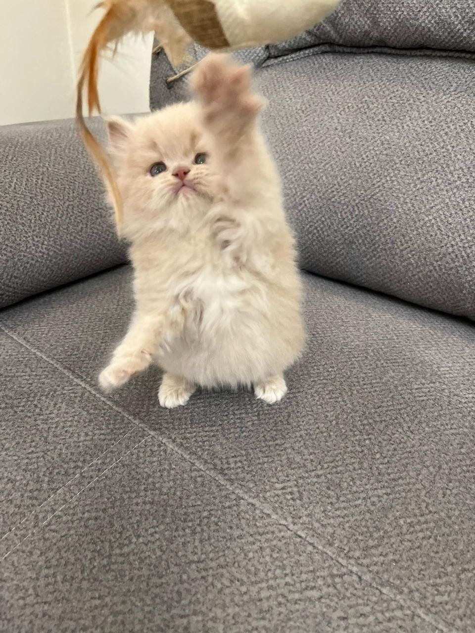 پشمالو های آروم|گربه|کرمانشاه, |دیوار