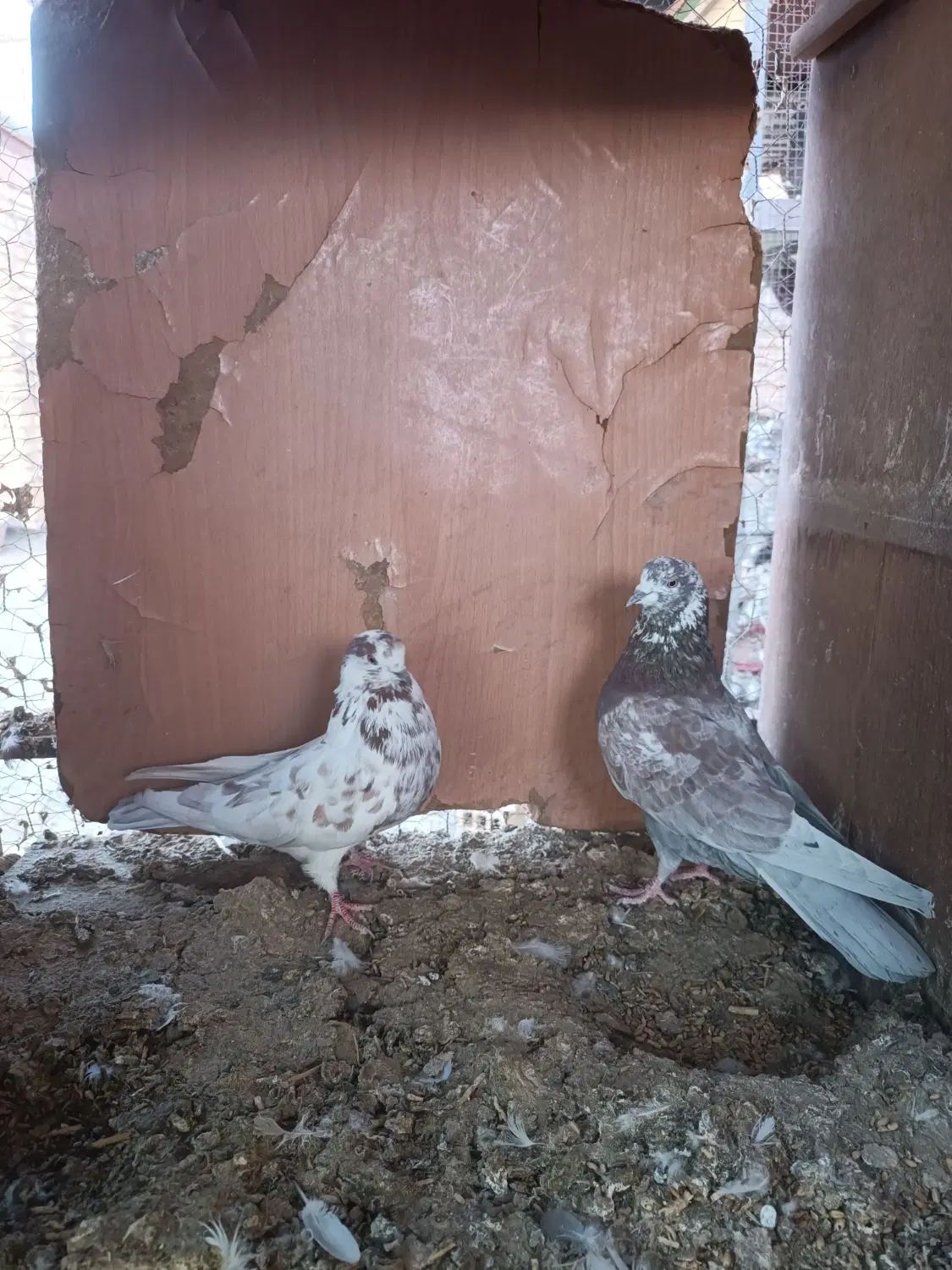 کفتر|پرنده|اصفهان, سرشبادران|دیوار
