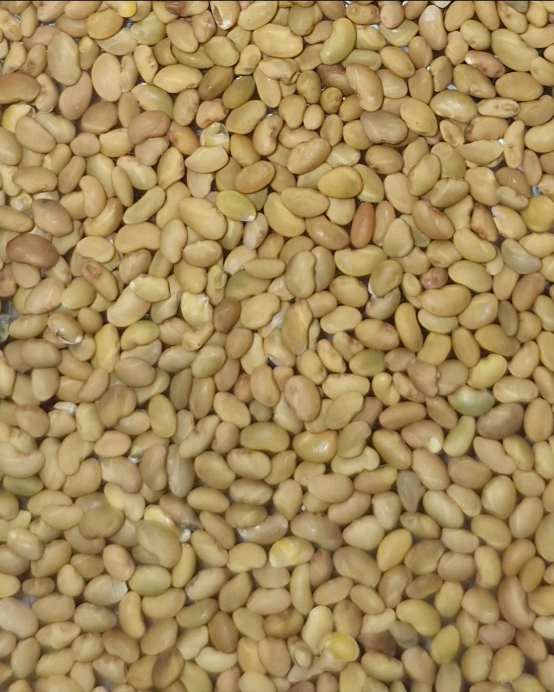 بذر یونجه رنجر تناژ بالا|خدمات باغبانی و درختکاری|شیراز, تاچارا|دیوار