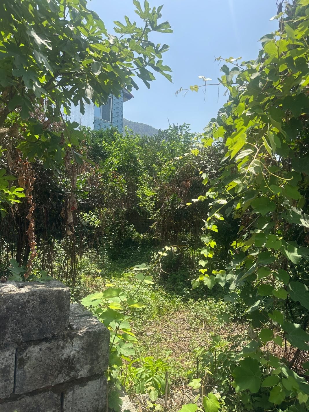 ویلا باغ ۸۰۰ متری نمک ابرود|فروش زمین و ملک کلنگی|هچیرود, |دیوار