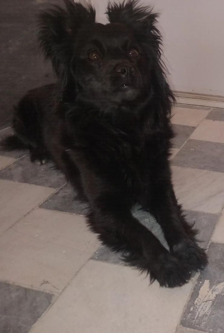 گمشده ۱۵ فروردین تهرانپاس|حیوانات|تهران, تهرانپارس شرقی|دیوار