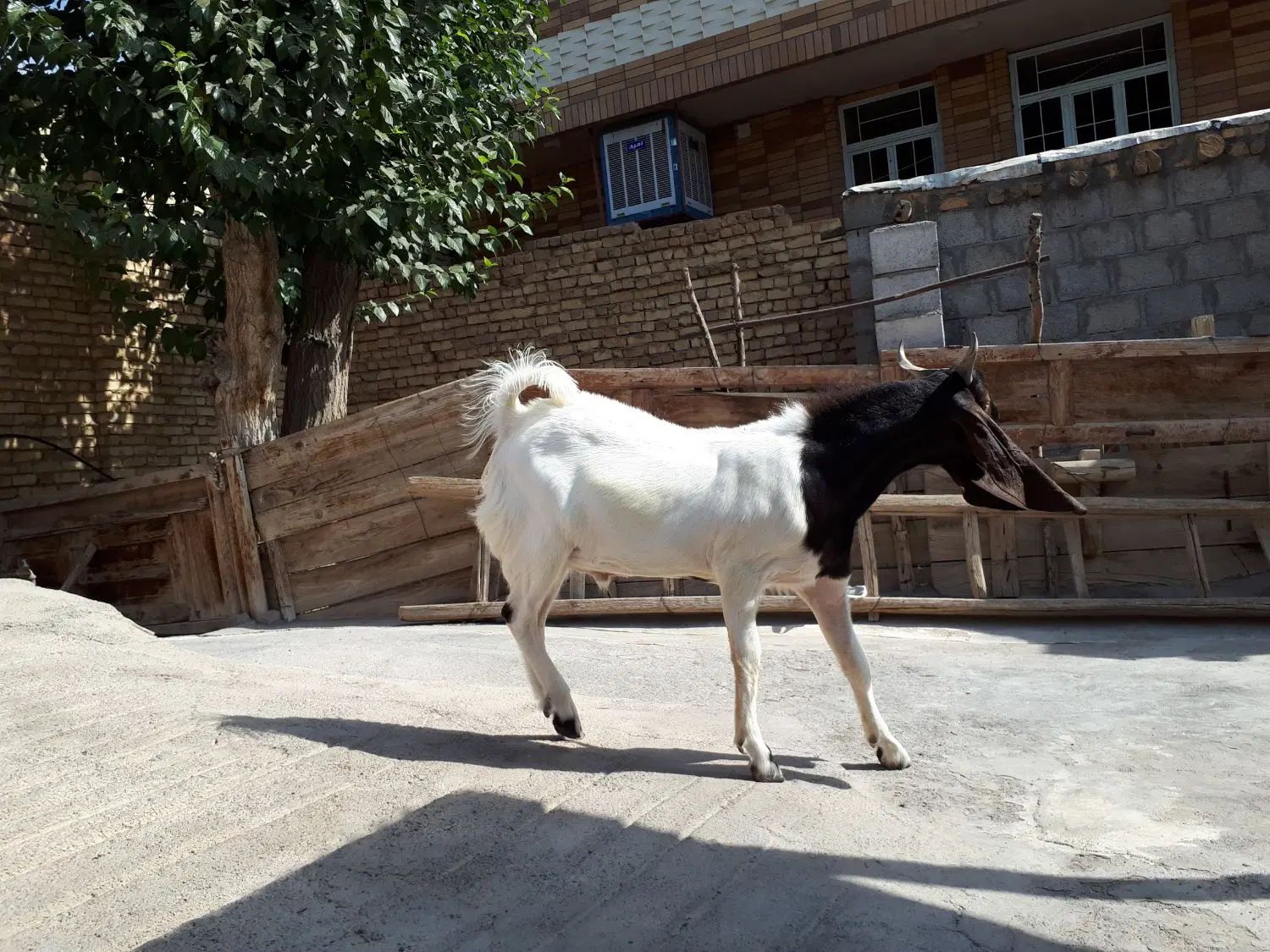 بز پاکستانی|حیوانات مزرعه|اصفهان, سرشبادران|دیوار