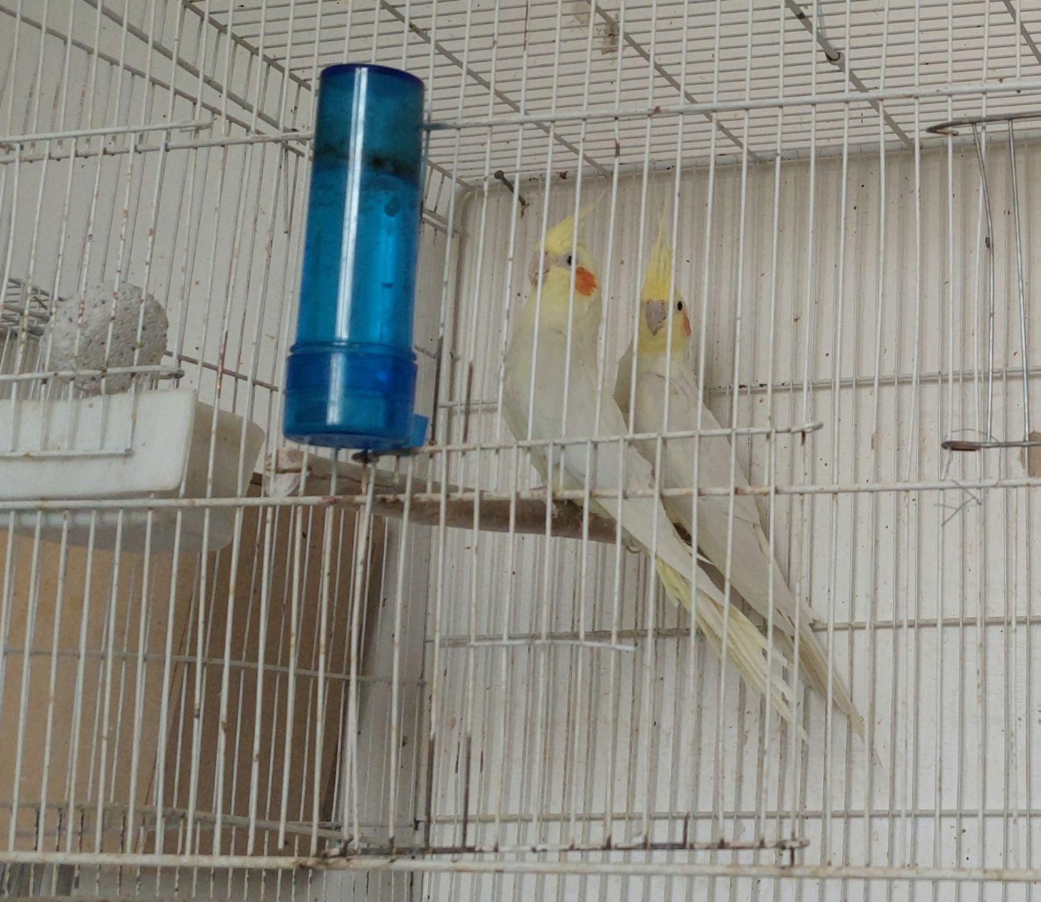 فروش عروس هلندی نر وماده|پرنده|کاشمر, |دیوار