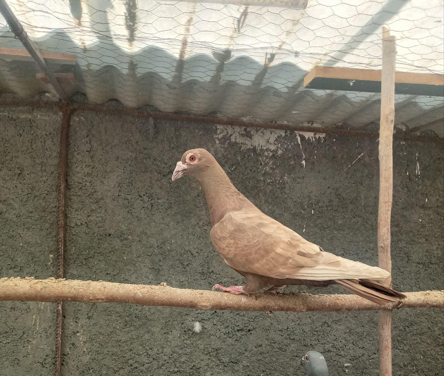 پلاکی سبز دوخط ۲۰۲۳   کورک نامه بر نر مس مس|پرنده|کرمانشاه, |دیوار
