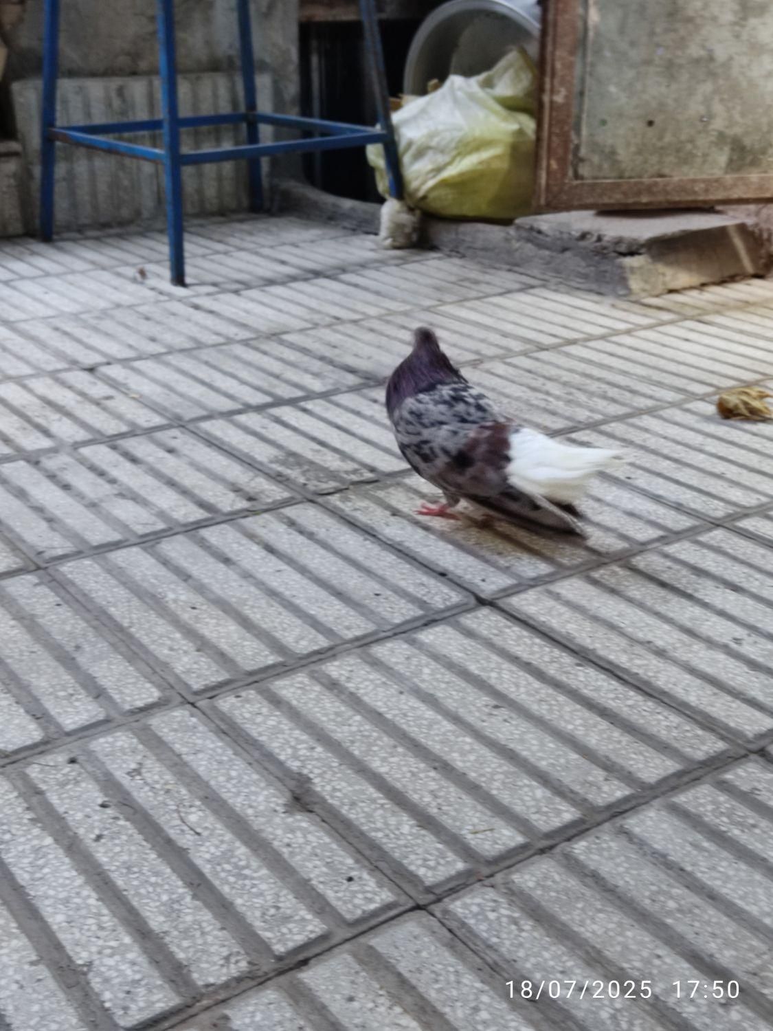 طوقی و دم سفید جفتی خوشگل و خوش استایل|پرنده|سبزوار, چهارراه فرودگاه|دیوار