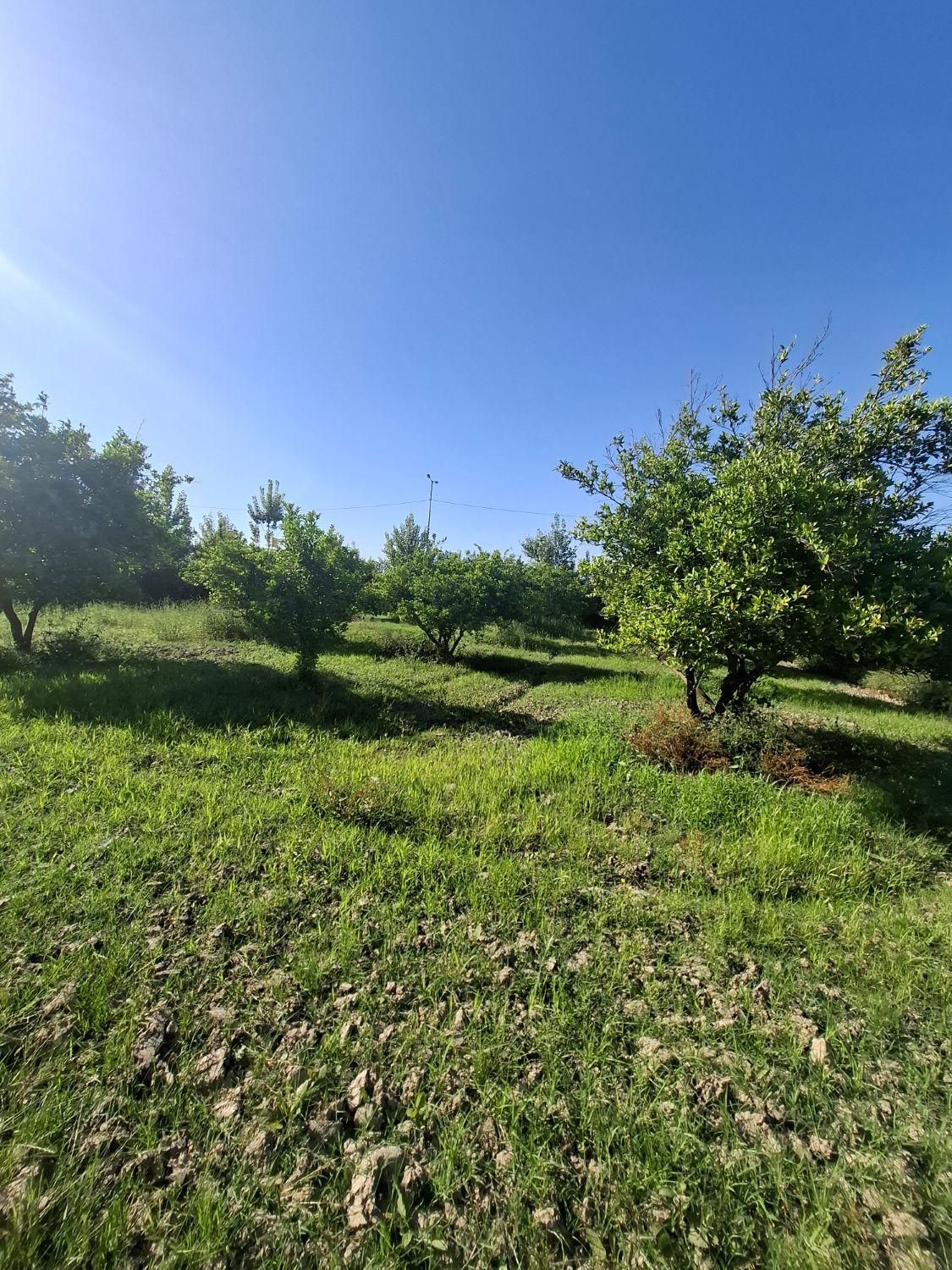 باغ 1500متری سند دار دونبش جاده اصلی|فروش زمین و ملک کلنگی|نوکنده, |دیوار