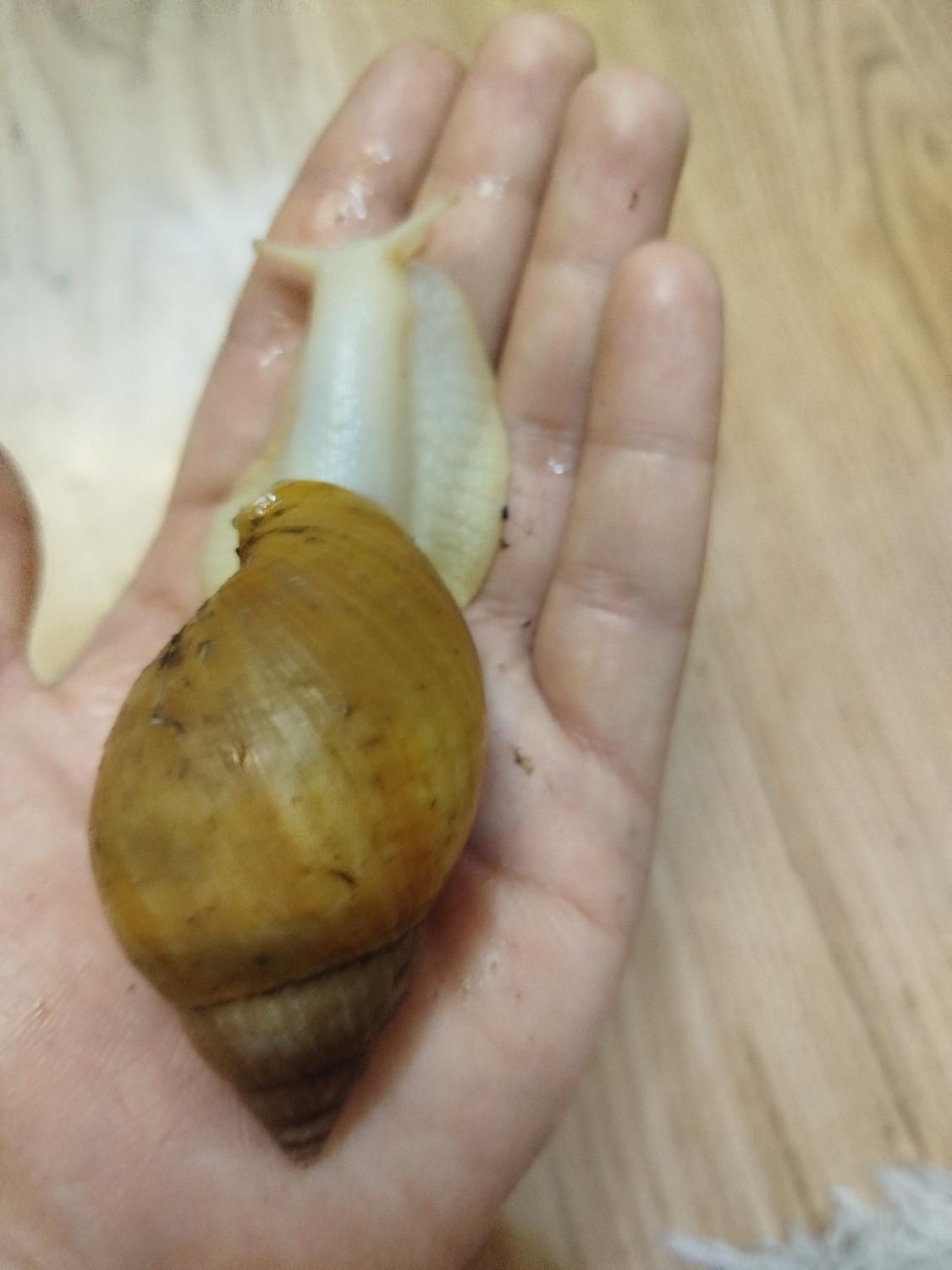 حلزون طبی آلبینو و تخم حلزون|خزنده|مشهد, هنرستان|دیوار