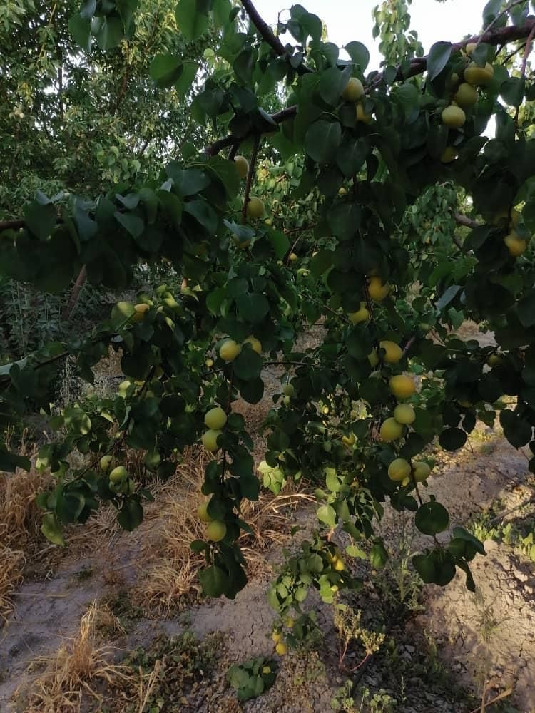 باغ شهری حاجی اباد نقش رستم|فروش زمین و ملک کلنگی|مرودشت, نقش رستم|دیوار