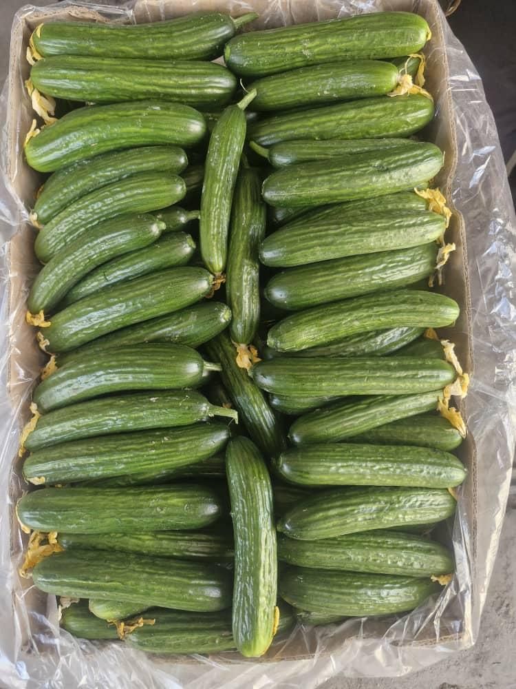 فروش مستقیم خیار گلخانه ای درب گلخانه|گل و گیاه طبیعی|تهران, آبشار|دیوار