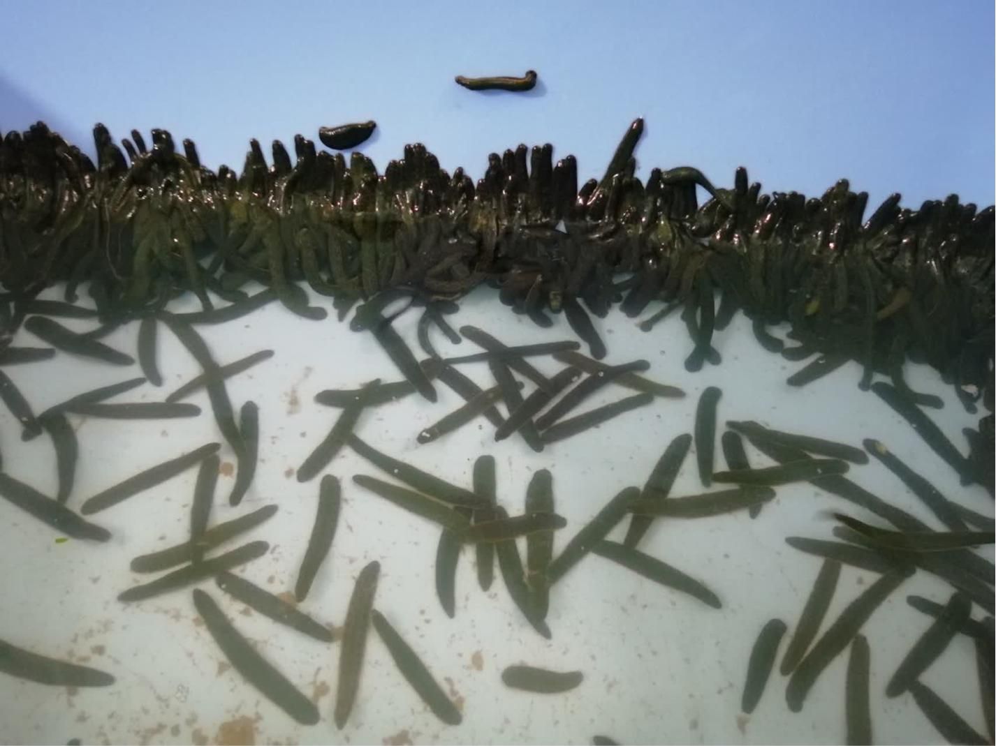 زالو بهداشتی از تولید به مصرف|آرایشی، بهداشتی، درمانی|گنبد کاووس, |دیوار